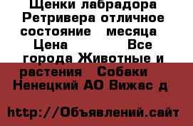 Щенки лабрадора Ретривера отличное состояние 2 месяца › Цена ­ 30 000 - Все города Животные и растения » Собаки   . Ненецкий АО,Вижас д.